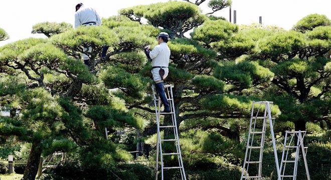 植博 北川造園株式会社土木 造園工事業の採用情報 右京区 京都市 建築建設biz