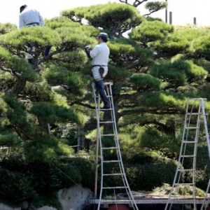 織田　与花園