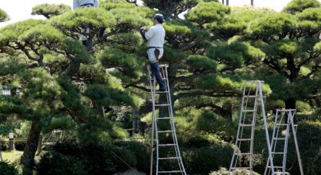 有限会社 重松造園